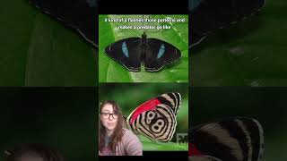 Download Lagu Cramer's 88 Butterfly MP3