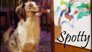 Spotty - A Really Smart Puppy | Awesome Tricks (5 Months) by AussieSpot 4,039 views 5 years ago 3 minutes, 35 seconds