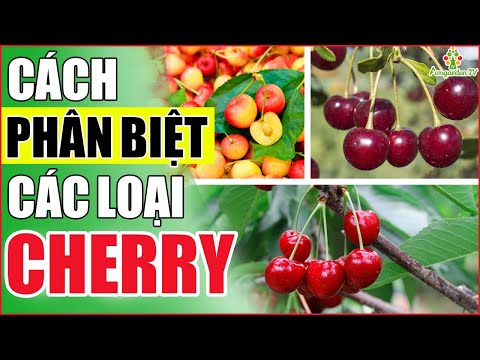 Video: Cách Chọn đúng Trái Cây Trên Thị Trường