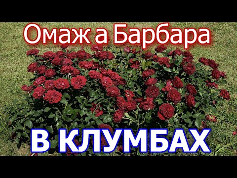 Роза Омаж а