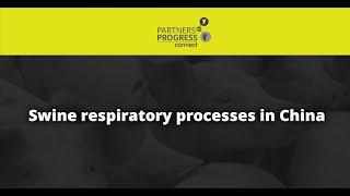 Swine respiratory processes in China