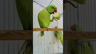 Green pet parrot playing, مليون مشاهدة ،1.4