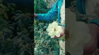 white rose Verity ? सफेद गुलाब की सुंदरताviral video gulab