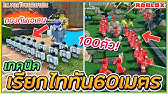 Roblox Blox Fruits ว ธ ได เผ าก ลฟร และเง อนไขอ โวเป นข น 3 ด ดเล อด คอมโบโหด ความสามารถพ เศษ Youtube - roblox blox piece ทดลองใช กรงเล บม งกรซาโบ ตบบอสท กต วในแมพ สก