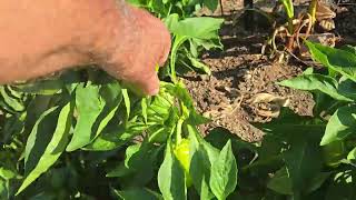 How to Avoid Sunburn in Pepper Plants