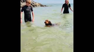 Cocker spaniel swimming in the sea #cockerspaniel #felixstowe #dogswimming