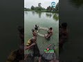 থাই পাঙ্গাস মাছের পোনা কাটায় 🤗 /Thai Pangas Fish / Catfish / fish farming #shorts #viral #bdfish