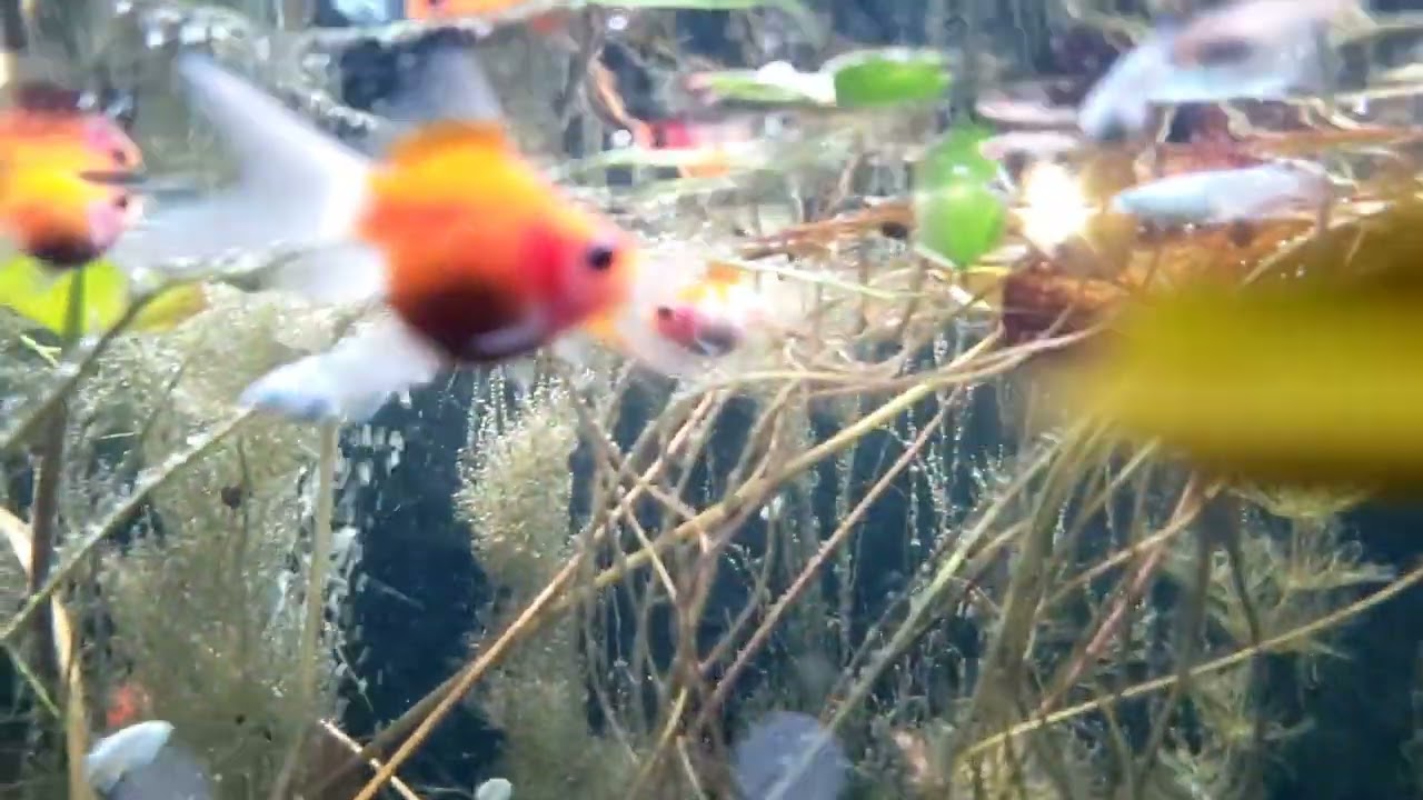 Medaka, Tamasaba goldfish fry, juvenile top view Ranchu - YouTube