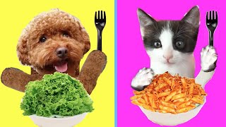 Desafío de comida con mascotas / Mis gatos Luna y Estrella y los nuevos gatitos vs mi perro