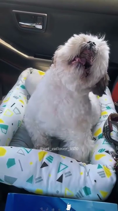 the-dog-sneezed-fypage-foryou-funny-fyp-dog-dogsofttiktok-dogs