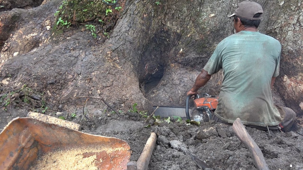 Pohon Trembesi monstet yang berlubang goa peninggalan Belanda ‼️‼️‼️ 4