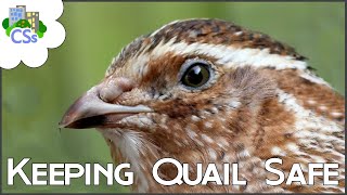 Keeping Quail Safe: Predator Proofing your Run