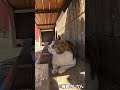 ここが私のアナザースカイ(日陰) #猫 #cat