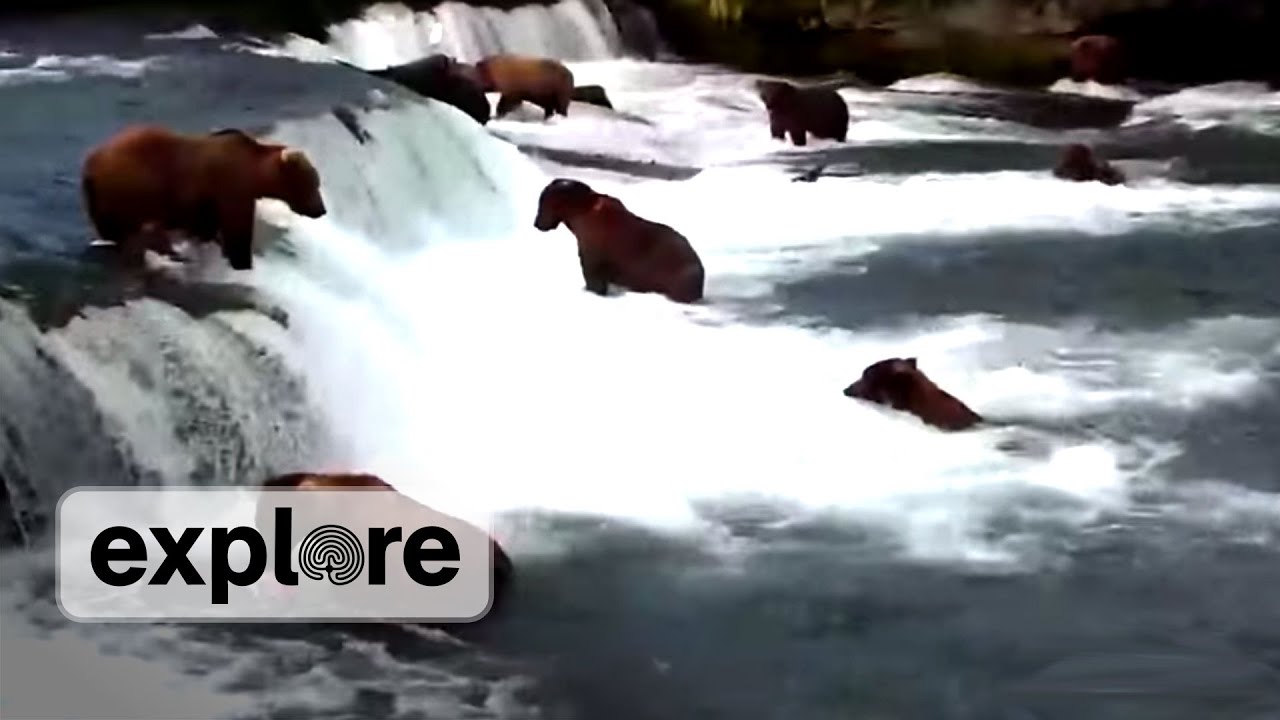 arctic ocean Brooks Falls Feeding Frenzy
