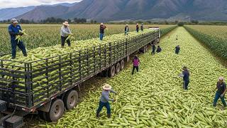 Colheitas Gigantes 💥 Frutas E Vegetais Sendo Colhidos Para Exportação Aos EUA