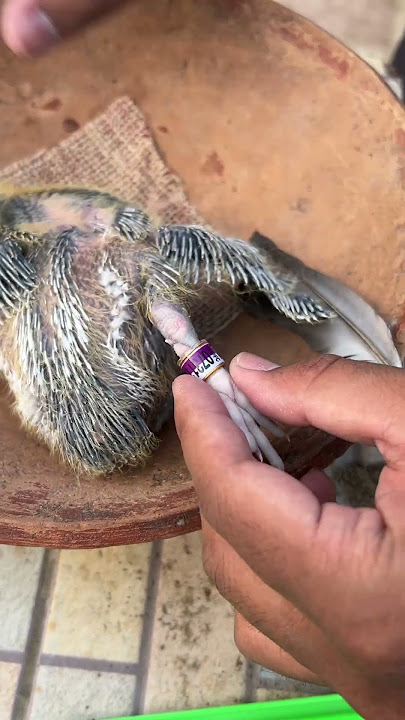 Wearing the tag of 2025 #pigeon #kalapati #pigeonrace #homingpigeon #pigeonring #pigeonband #merpati