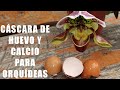 Cáscara de Huevo y Calcio para Orquídeas