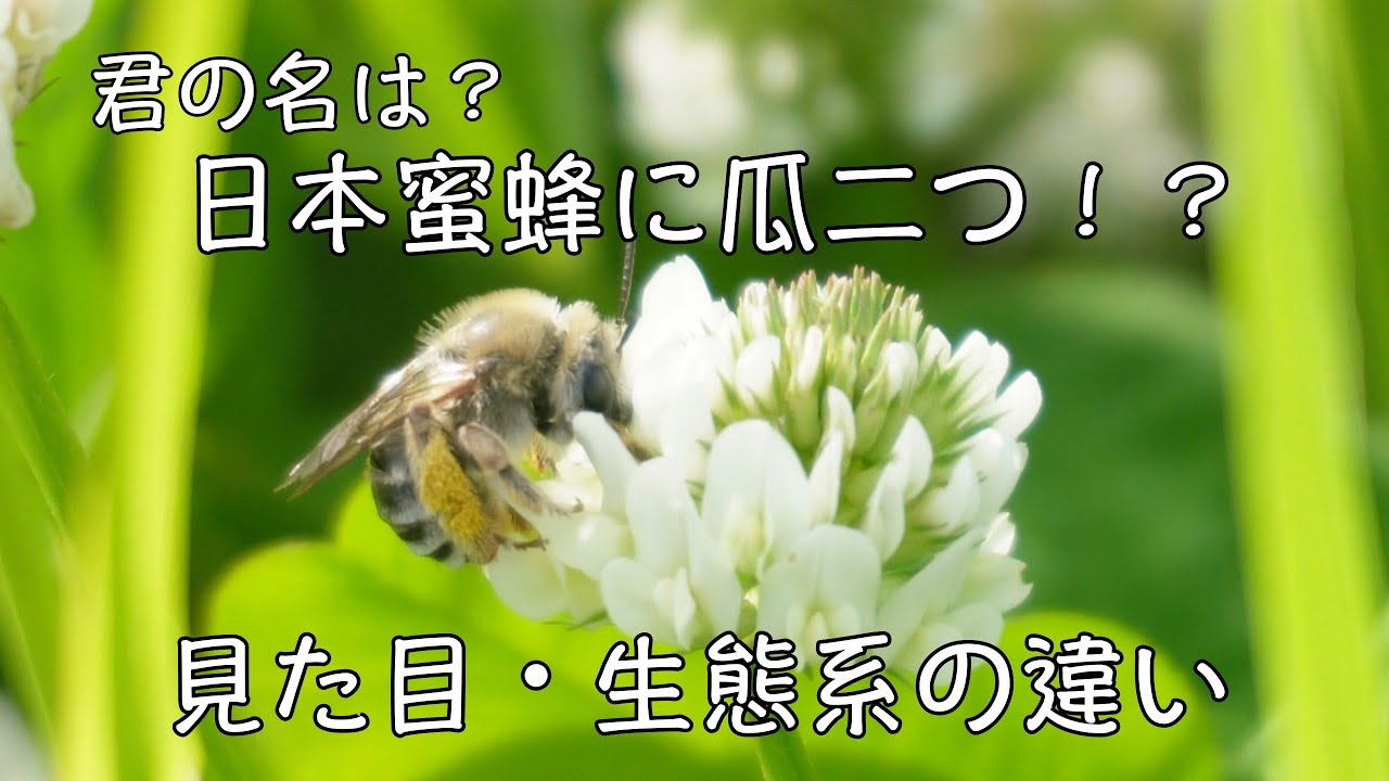 The differences between Japanese honeybees and Western honeybees