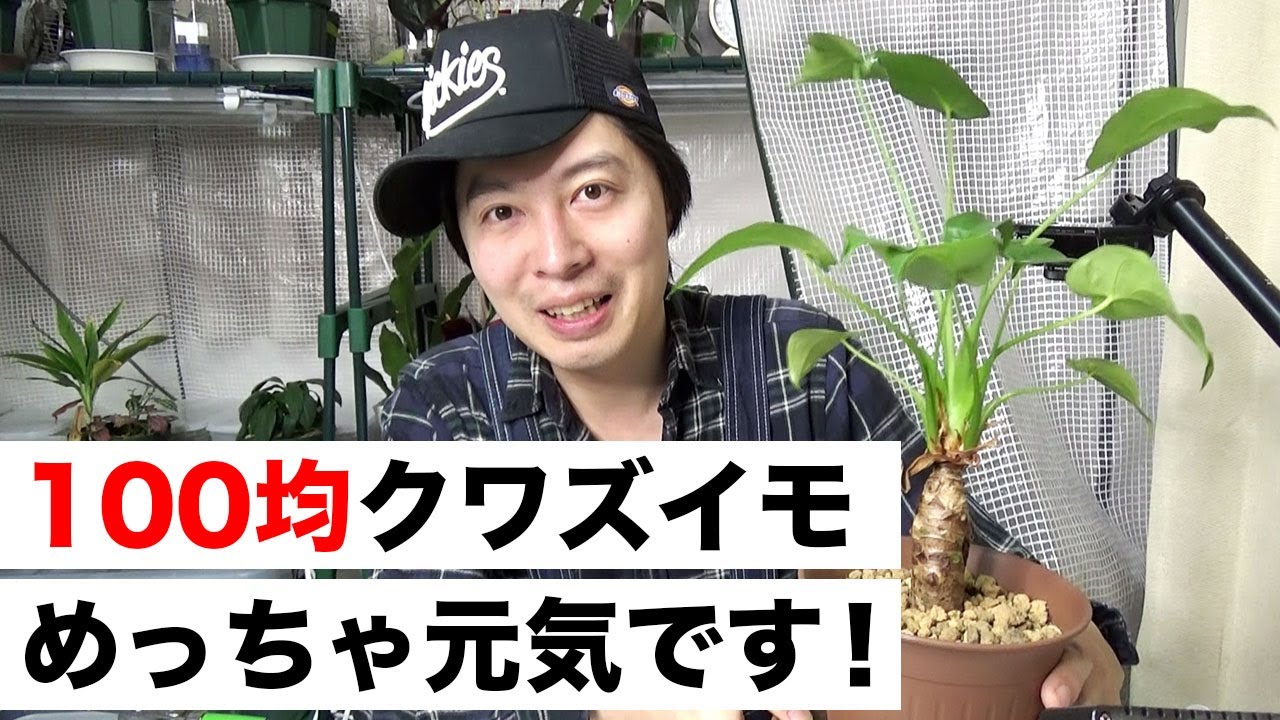 100均植物 クワズイモちゃん 元気にスクスクと成長しております 観葉植物 Youtube