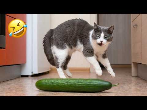 You Laugh You LOSE 😂 New Funny Cats and Dogs 😹🐶