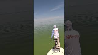 Big fish, good cast, great follow #fishing #flyfishing #redfish