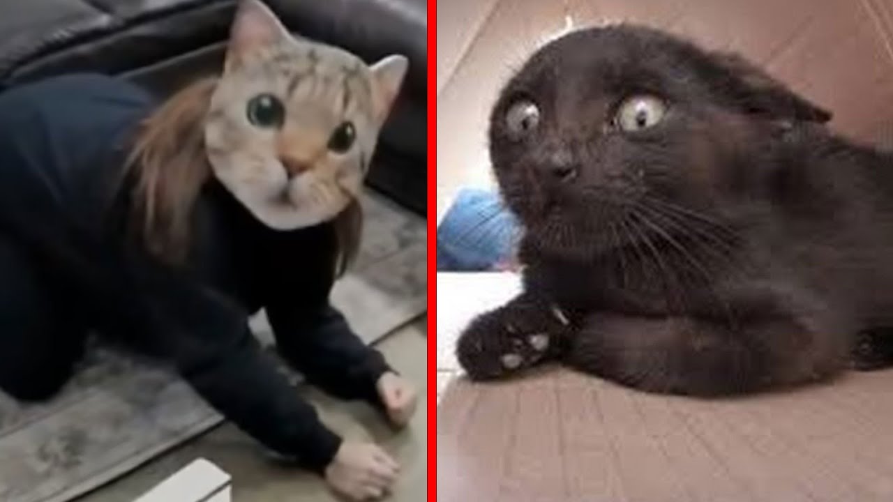 They Scared All 9 Lives Out of Their Cat