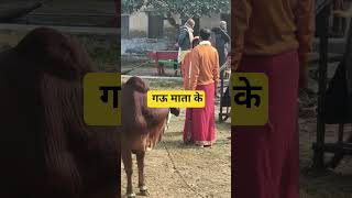 गऊ माता के  #youtube #vrial #vrindavan #vlog #video #viralvideo #viralshorts#motivation #gaumata