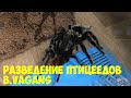Разведение пауков птицеедов Brachypelma Vagans Tarantula Love Spider Mating Tliltocatl vagans