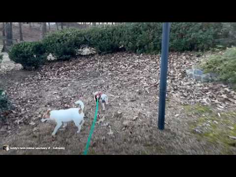 Goldy'sFarmAnimalSanctuary.(By Janine) Wanda & Percy 🐷💗
