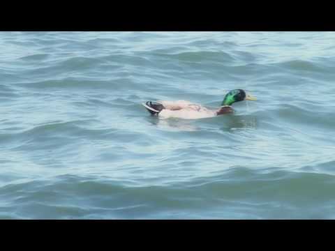 Pure Michigan: Lake St. Clair