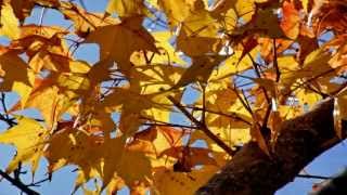 Video thumbnail of "Glazunov - The Seasons Op.67 Autumn：Petit Adagio"