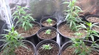 Veg update 9/20