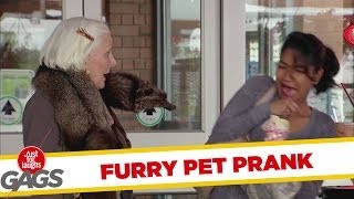 Fur pelt? No, furry pet!