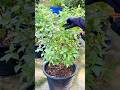 #Houseplants #912 Harvest your #Basil properly