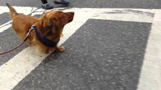Running dachshund