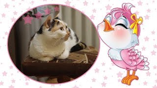 Реакция кошки на птиц/Видео для кошек/Кошка-орнитолог Реакция кошки на птиц/Видео для кошек/Кошка-орнитолог