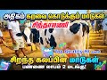 பண்ணை லாபம் 2 மடங்கு அதிகம் கறவை கொடுக்கும் மாடுகள் சிந்தாமணி சந்தை #tn24_sakthi_vlogs 
