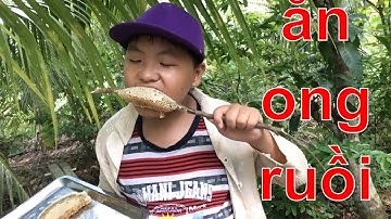 Đi bắt tổ ong ruồi trên cây dừa và ăn mật ong tại chỗ - bụi miền tây