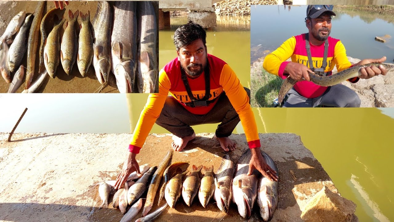 No Bait Fishing Technique | Eel Fish Catching | Big Wallago catfish Fishing | Fishing Videos