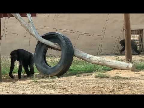 Chimpanzees at Al