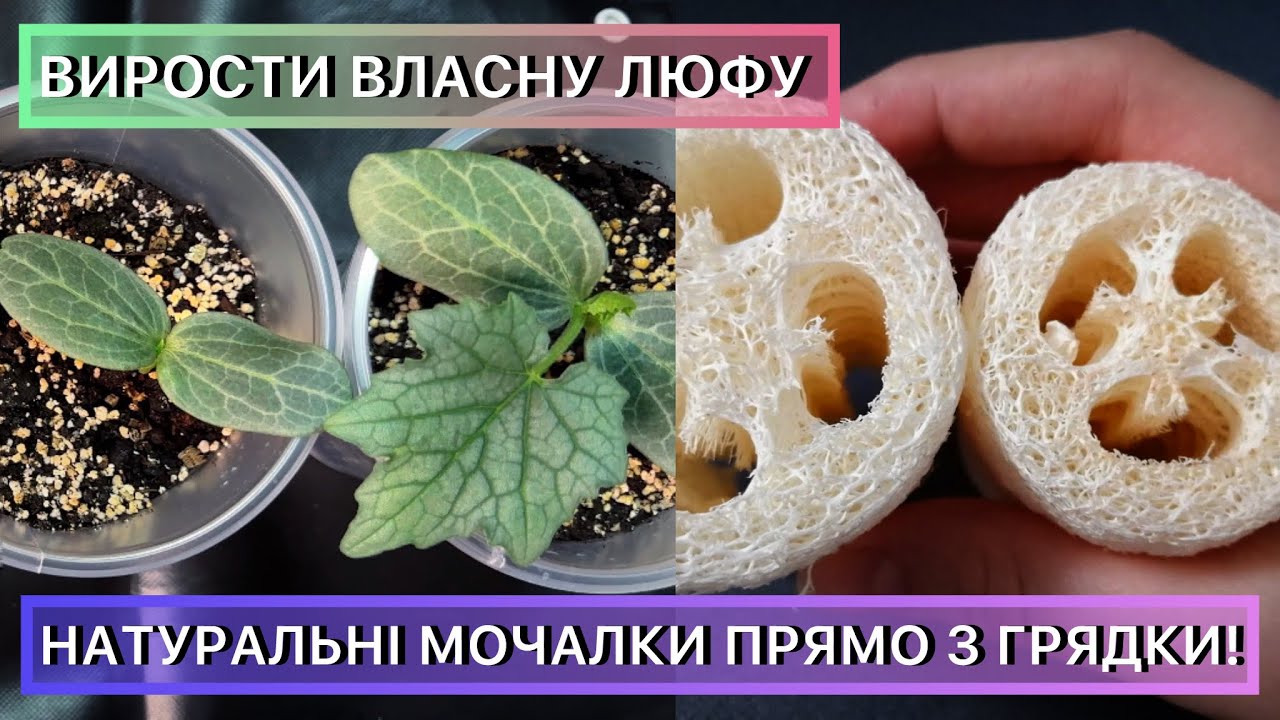 Як правильно посіяти люфу на розсаду. Покрокова інструкція з порадами та лайфхаками для новачків.