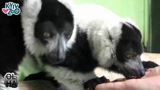 кумедні лемури/ Funny lemurs