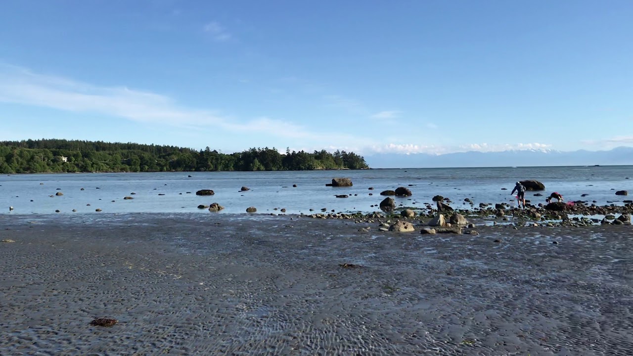 Tide pooling (“apaly-vadaszat”)