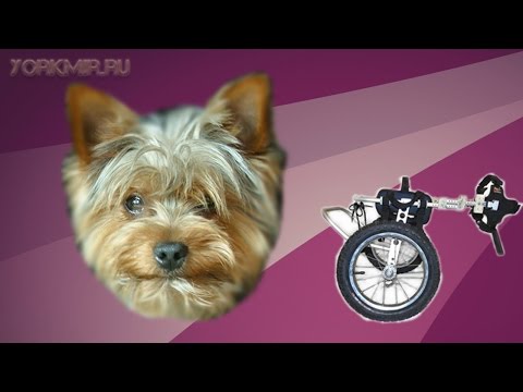 Видео: Паралич челюсти у собак