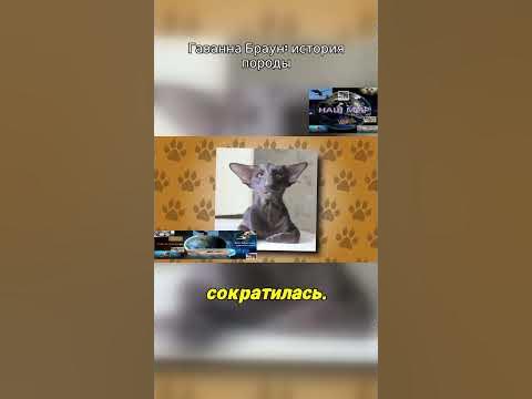 Гаванна браун#shorts - YouTube