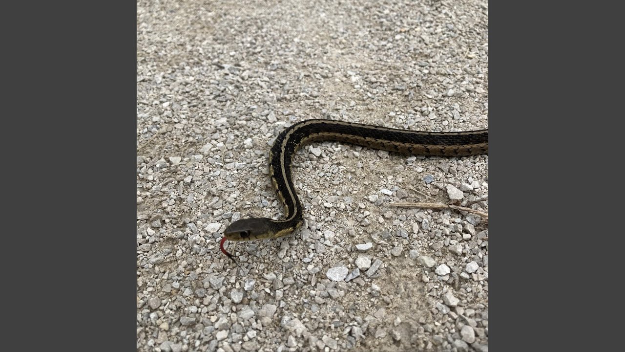 Naam Chale (Official Video) Vikram Sarkar New Haryanvi Songs Haryanavi 2025 Latest Haryanvi Songs - YouTube Auto PHP Script