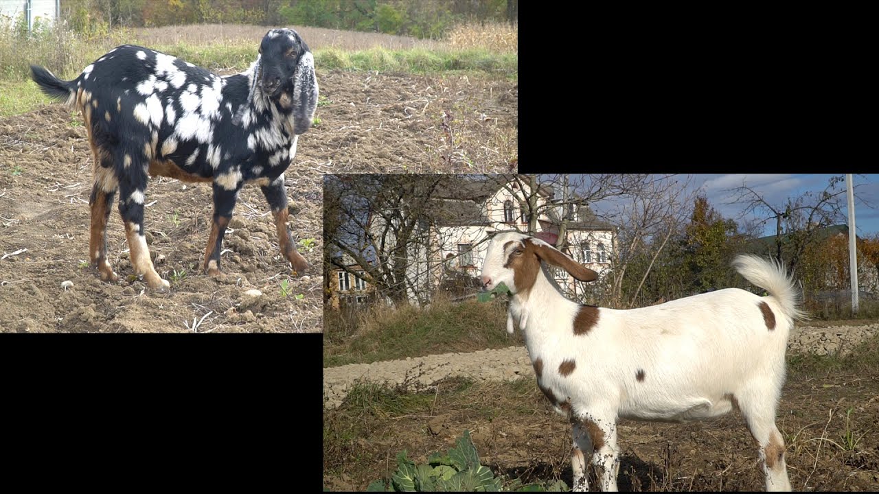 Козячі історіїї 2025