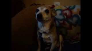 Taka Jest Tapinka-Psinka, 19.01.2013