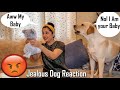 My Dog Gets JEALOUS When I Pet His Husky TOY Instead of Him | Jealous Dog Reaction