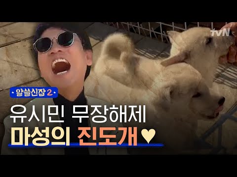 [#알쓸신잡2] 진도만의 명물! 볼거리 천국인 진도개 퍼레이드